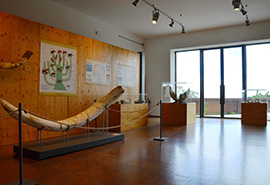 Museum Geopaleontologico Alto Aventino