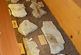 Museum Geopaleontologico Alto Aventino